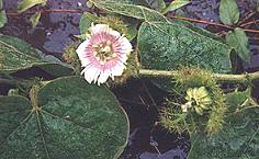 4e3p1.jpg (11455 bytes)